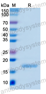 Recombinant Human GIP Protein, N-His