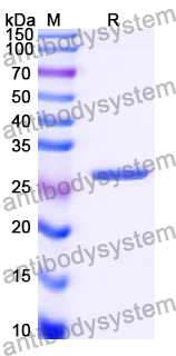 Recombinant Human SCT Protein, N-His-KSI