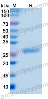 Recombinant Human POLA1 Protein, N-His