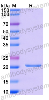 Recombinant Human CSF3/G-CSF Protein, N-His