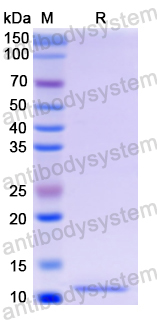 Recombinant Human C4a Protein, N-His