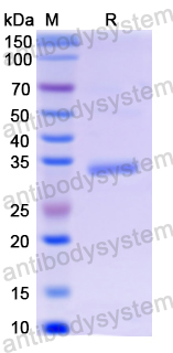 Recombinant Human NPS Protein, N-GST