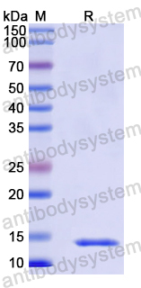 Recombinant Human H2AZ1 Protein, N-His