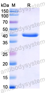 Recombinant Human H2AC11 Protein, N-GST