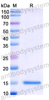 Recombinant Human OCM Protein, N-His