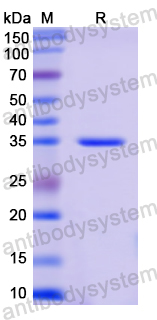Recombinant Human PGA3 Protein, C-His