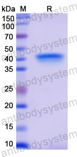 Recombinant Human PGA5 Protein, N-His