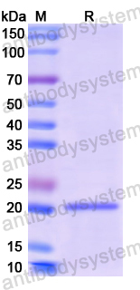 Recombinant Human CSH1 Protein, N-His