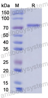 Recombinant Human HSPA1A Protein, N-His