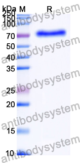 Recombinant Human HSPA1B/HSP70-2 Protein, N-His