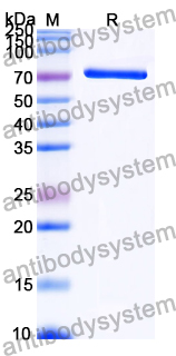 Recombinant Human HSPA1B/HSP70-2 Protein, C-His