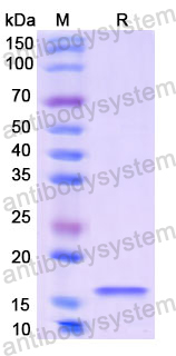 Recombinant Human CGB3 Protein, N-His