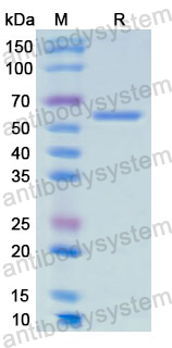 Recombinant Human AMY1A Protein, N-His