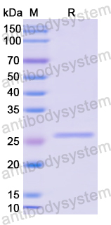 Recombinant Human GLI3 Protein, N-His