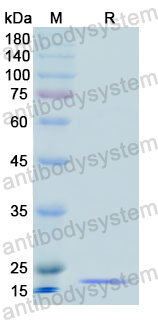 Recombinant Human SRGN Protein, N-His