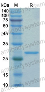 Recombinant Human GZMB Protein, N-His