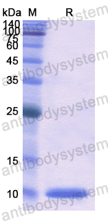 Recombinant Human CCL3/MIP-1-alpha Protein, N-His