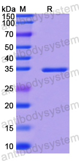 Recombinant Human CCL3/MIP-1-alpha Protein, N-GST