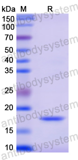 Recombinant Human RNASE2 Protein, N-His