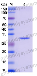 Recombinant Human MYB Protein, N-His