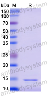 Recombinant Human RARA Protein, N-His