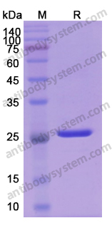 Recombinant Human BCL2 Protein, C-His