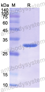 Recombinant Human SAG Protein, N-His