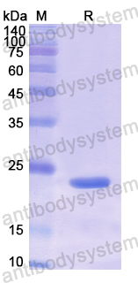 Recombinant Human PTPRF Protein, N-His