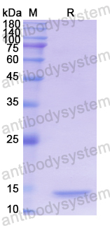 Recombinant Human TXN Protein, N-His