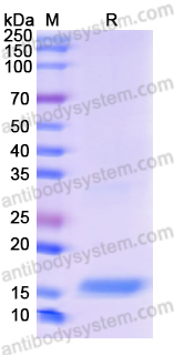 Recombinant Human TGFB3 Protein, N-His