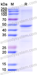 Recombinant Human CTSA Protein, N-GST