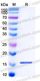 SDS PAGE for Recombinant Human MAPT/Tau/PHF-tau Protein, C-His ?>