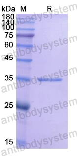 Recombinant Human CHGA Protein, N-His