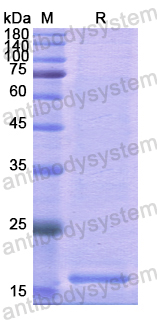 Recombinant Human CD28 Protein, N-His