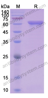 Recombinant Human HSPD1 Protein, N-His