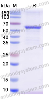 Recombinant Human THRA Protein, N-His