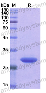 Recombinant Human CLU Protein, N-His