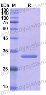 Recombinant Human IRF1 Protein, N-His