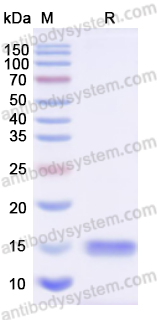 Recombinant Human IRF1 Protein, N-His