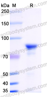 Recombinant Human HSPA5 Protein, N-His