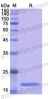 Recombinant Human CD37 Protein, N-His