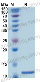 Recombinant Human HSPA8 Protein, N-His