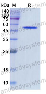 Recombinant Human LIPC Protein, N-His