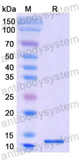 Recombinant Human SLC2A1 Protein, N-His