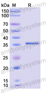 Recombinant Human SLC2A3 Protein, N-GST