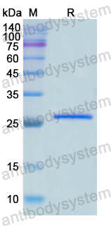 Recombinant Human MBL2/MBP-C Protein, N-His