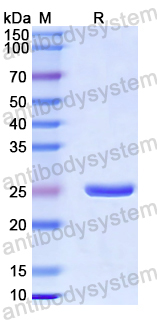 Recombinant Human MBL2/MBP-C Protein, N-His-SUMO