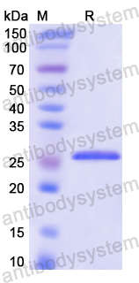 Recombinant Human RALA Protein, N-His