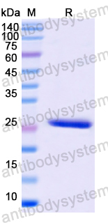 Recombinant Human CD66f/PSG1 Protein, N-His