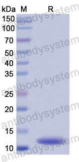 Recombinant Human FGF3 Protein, N-His